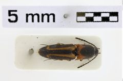 Foto (Dorsalansicht) von Priopus bakeri (Platia & Schimmel, 1996)